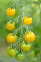 Golden Pearl Tomate.