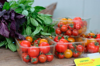 Hofverkauf Tomaten