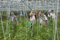 Tomatenfest 2012