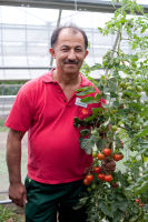 Die Gärtnerei-Mitarbeiter in den roten T-Shirts informierten über die Tomatensorten und halfen bei der Ernte.