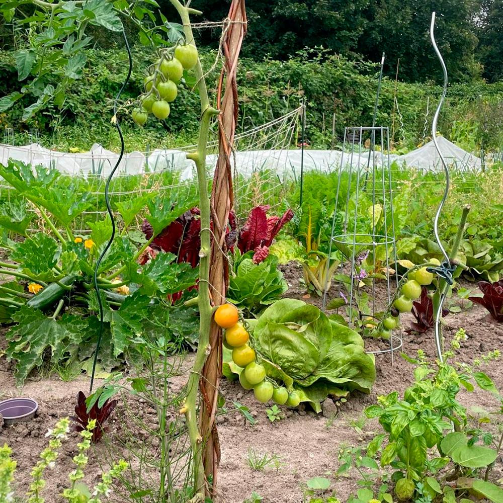 Halbe Mietgarten Parzelle ganzjährig 2026