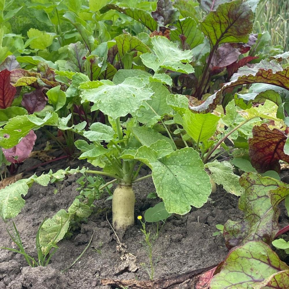 Halbe Mietgarten Parzelle saisonal 2027